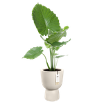 amber coupe 35cm bianco lino